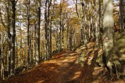 Jizerskohorské bučiny