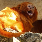 LVÍČEK ZLATÝ (LEONTOPITHECUS ROSALIA)