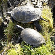 ŽELVA BAHENNÍ (EMYS ORBICULARIS)