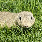 SYSEL OBECNÝ (SPERMOPHILUS CITELLUS)