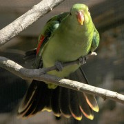 KAKARIKI ŽLUTOČELÝ (CYANORAMPHUS AURICEPS)