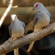 HOLUB DOUPŇÁK (COLUMBA OENAS)