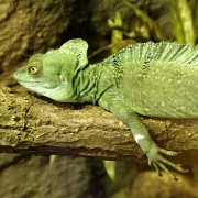 BAZILIŠEK ZELENÝ (BASILISCUS PLUMIFRONS)