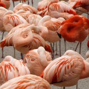 PLAMEŇÁK CHILSKÝ (PHOENICOPTERUS CHILENSIS)