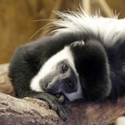 GUERÉZA PLÁŠTÍKOVÁ (COLOBUS GUEREZA)