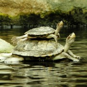 ŽELVA BAHENNÍ (EMYS ORBICULARIS)