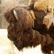 BIZON (BISON BISON)