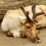 SOB KARELSKÝ (RANGIFER TARANDUS FENNICUS)