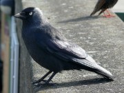 Merlin