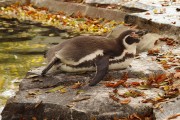 tučňák Humboltův