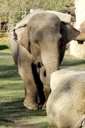 slon indický