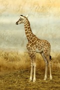 žirafa Rothschildova